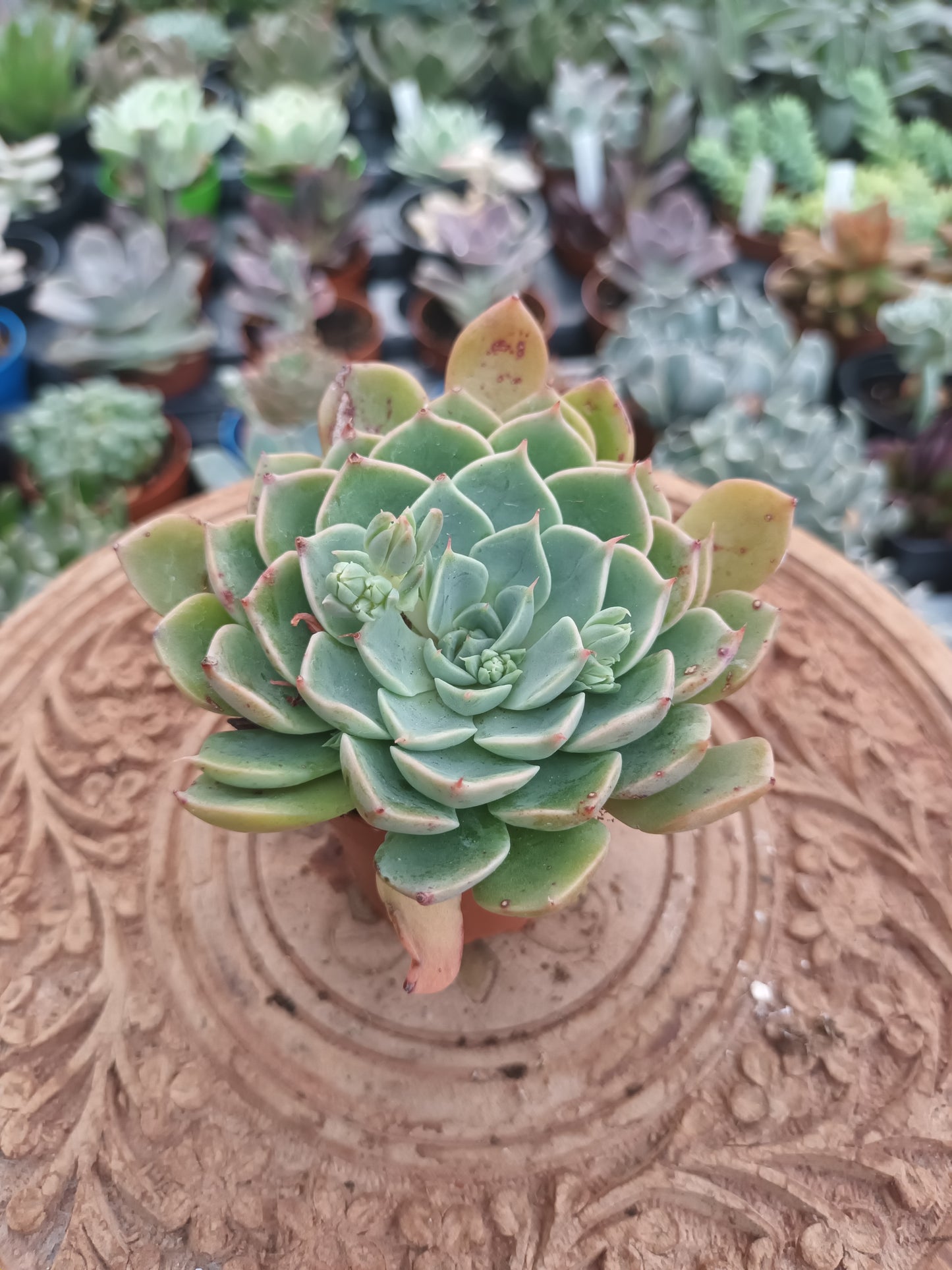 Echeveria spp