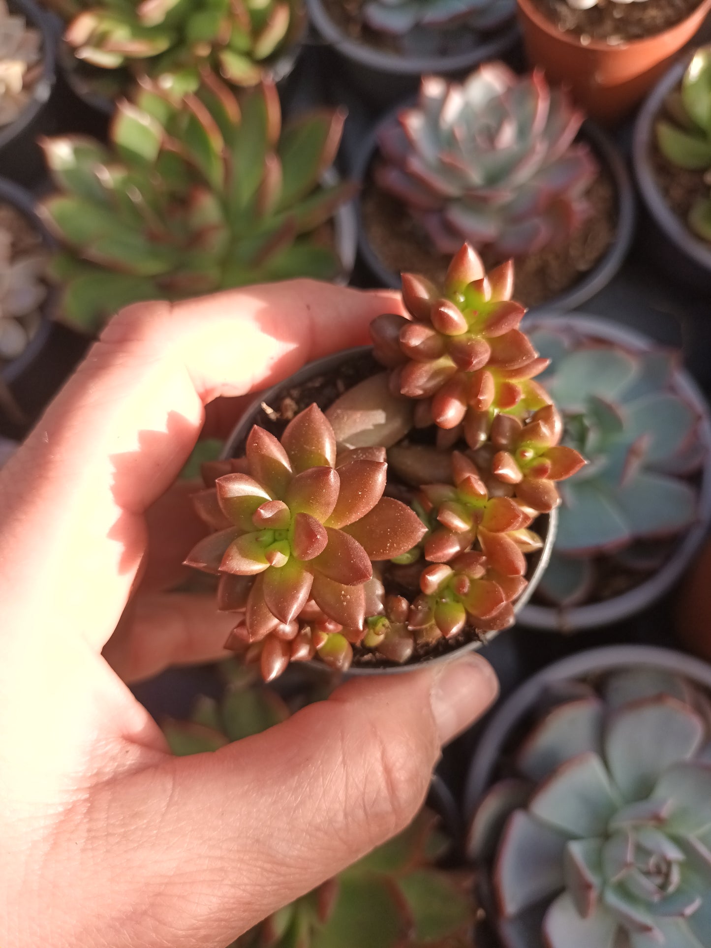 Sedeveria Jet Beads