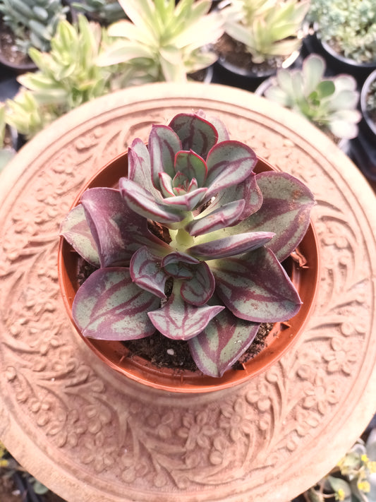 Echeveria Nodulosa
