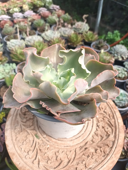 Echeveria giant blue