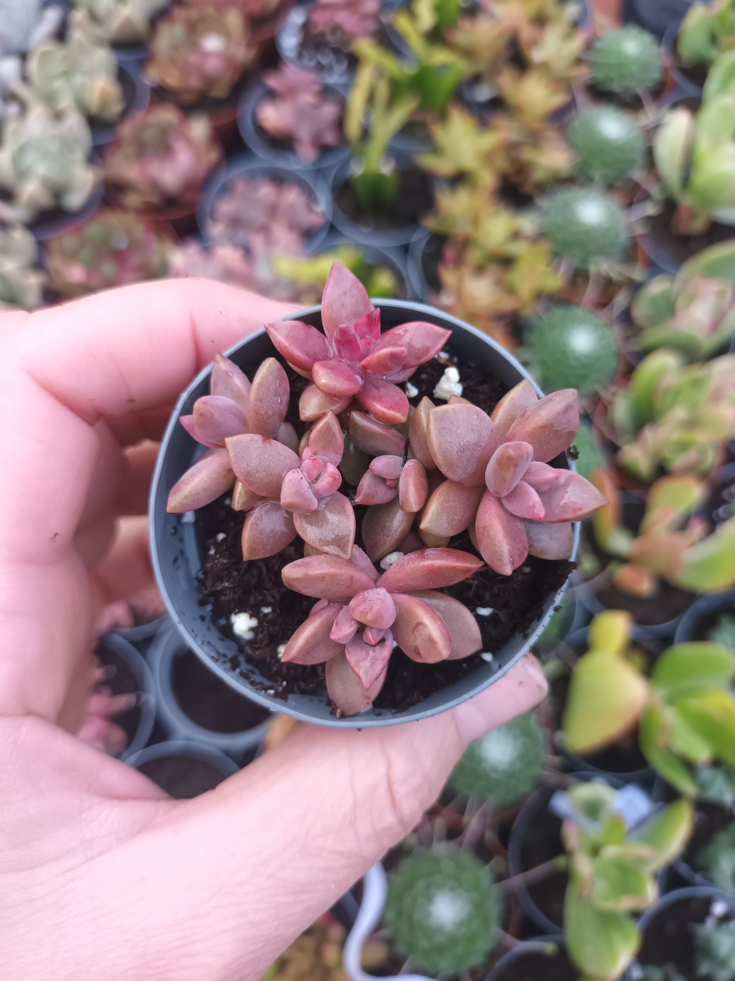 Graptosedum bronce