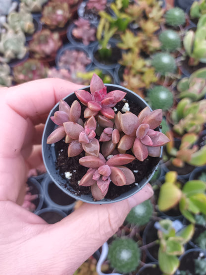Graptosedum bronce