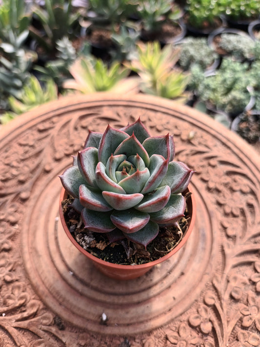 Echeveria 'Blue Bird' x 'purposum'