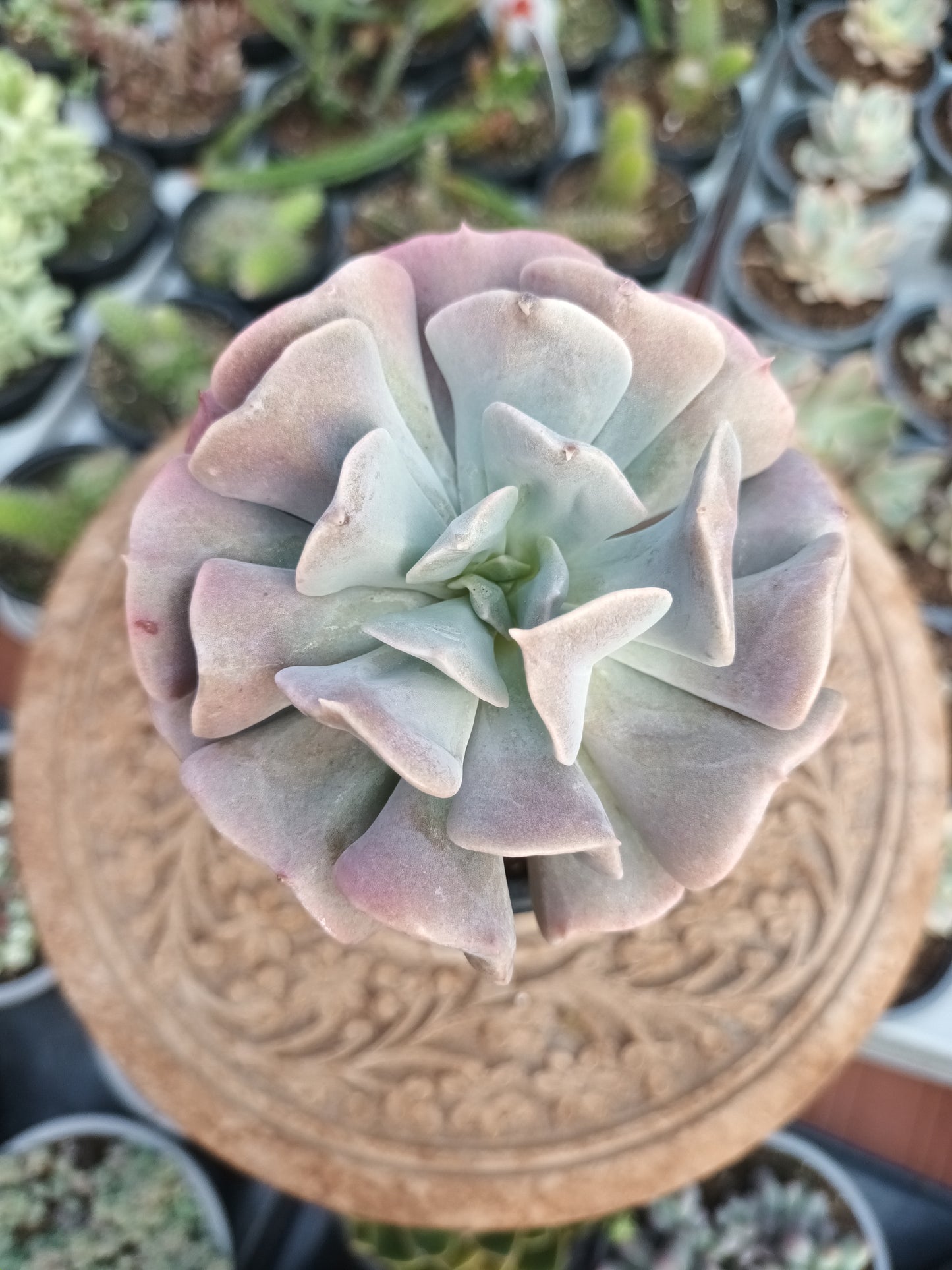 Echeveria cubic frost