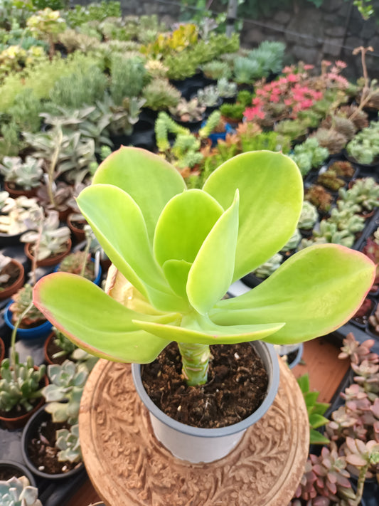 Echeveria pallida