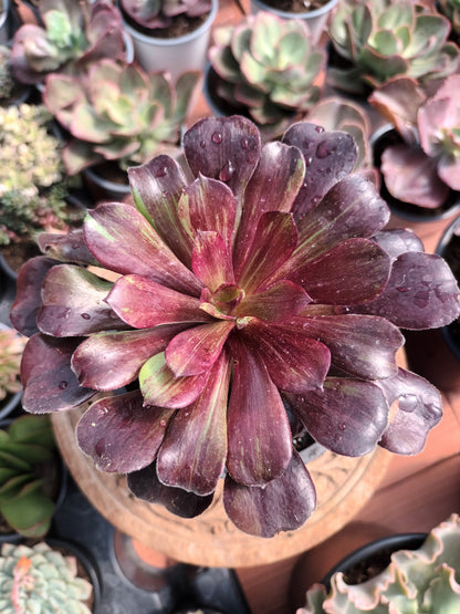 Aeonium Big Bang Plus