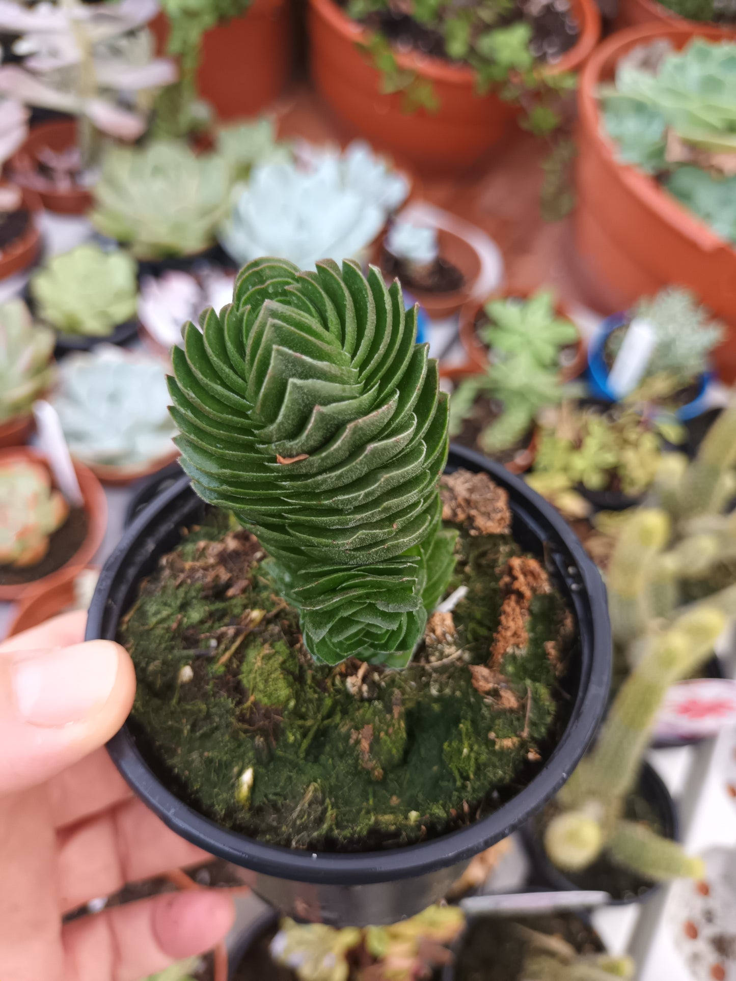 Crassula 'Templo de Buda'