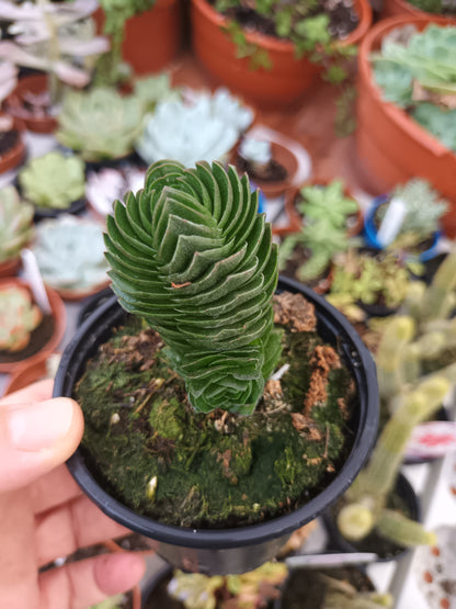 Crassula 'Templo de Buda'