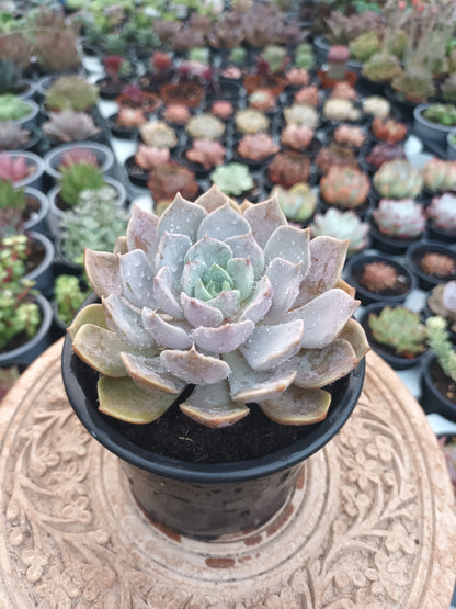 Echeveria carolina
