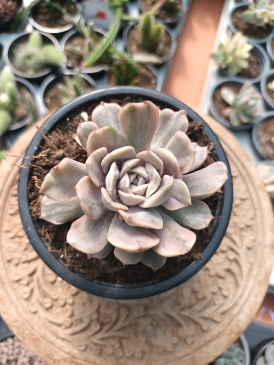 Echeveria Pink Funky variegata