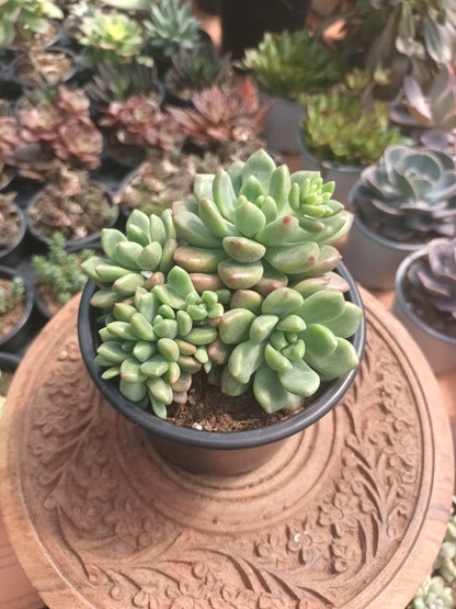 Echeveria vienna