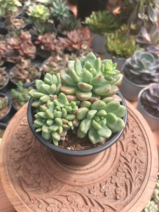Echeveria vienna