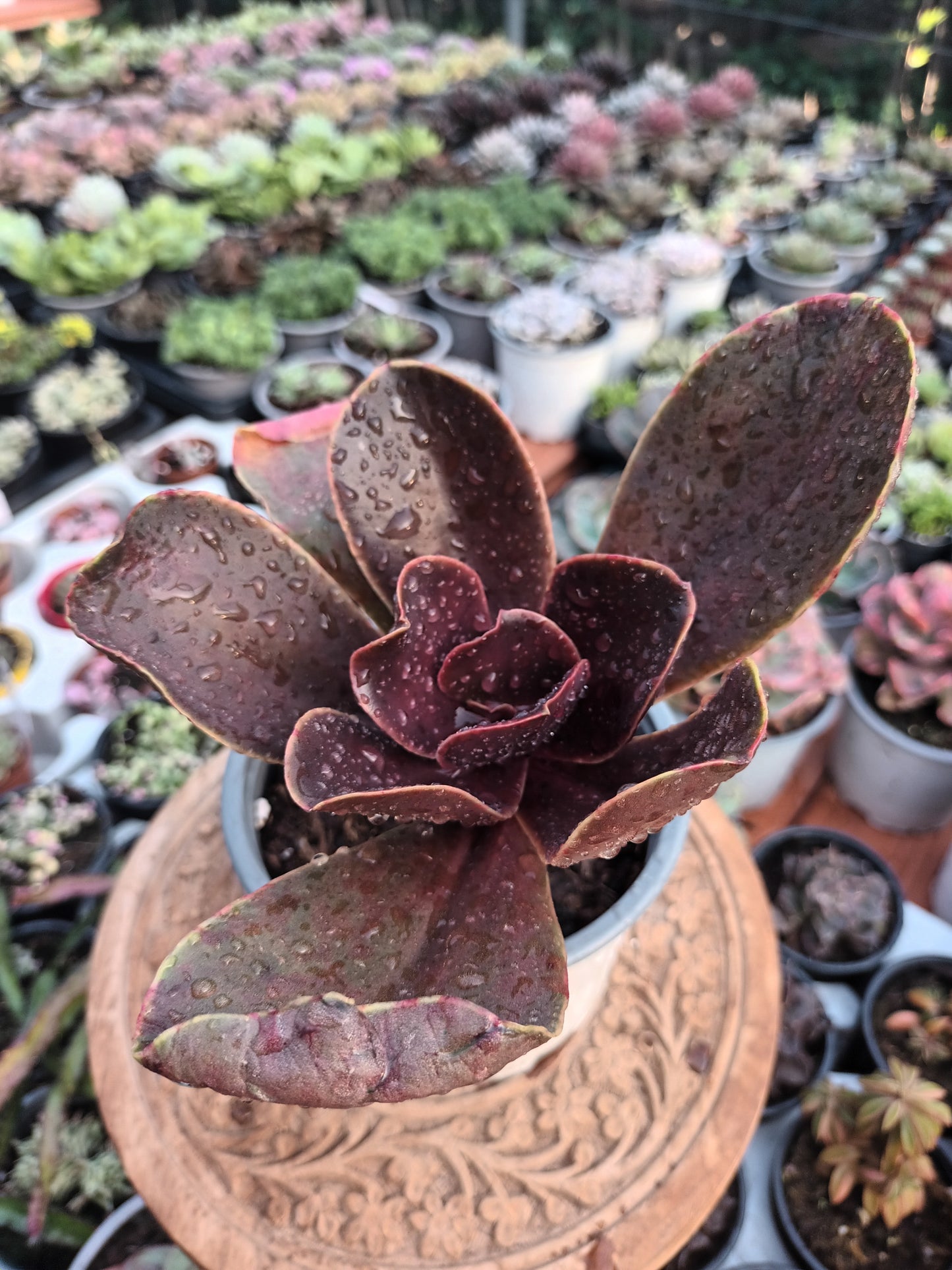 Echeveria mahogany rose