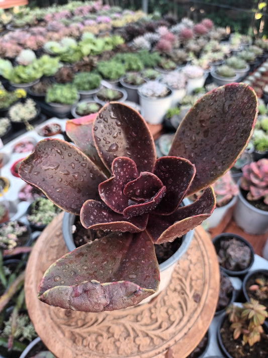 Echeveria mahogany rose