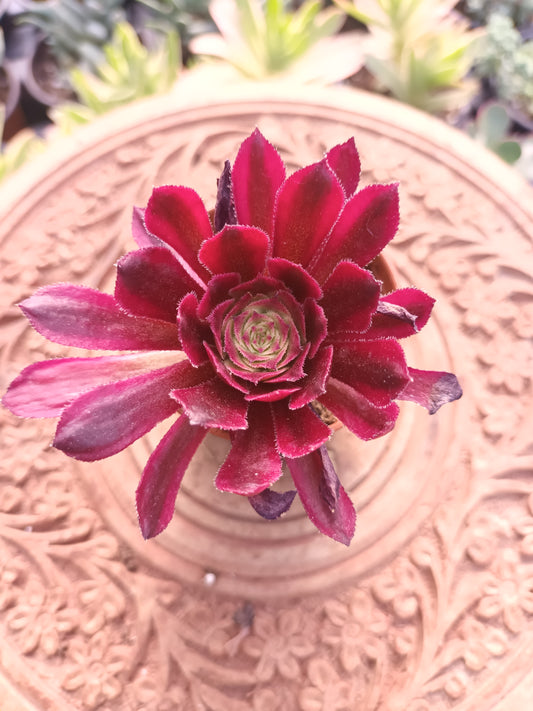 Aeonium Mardi Grass