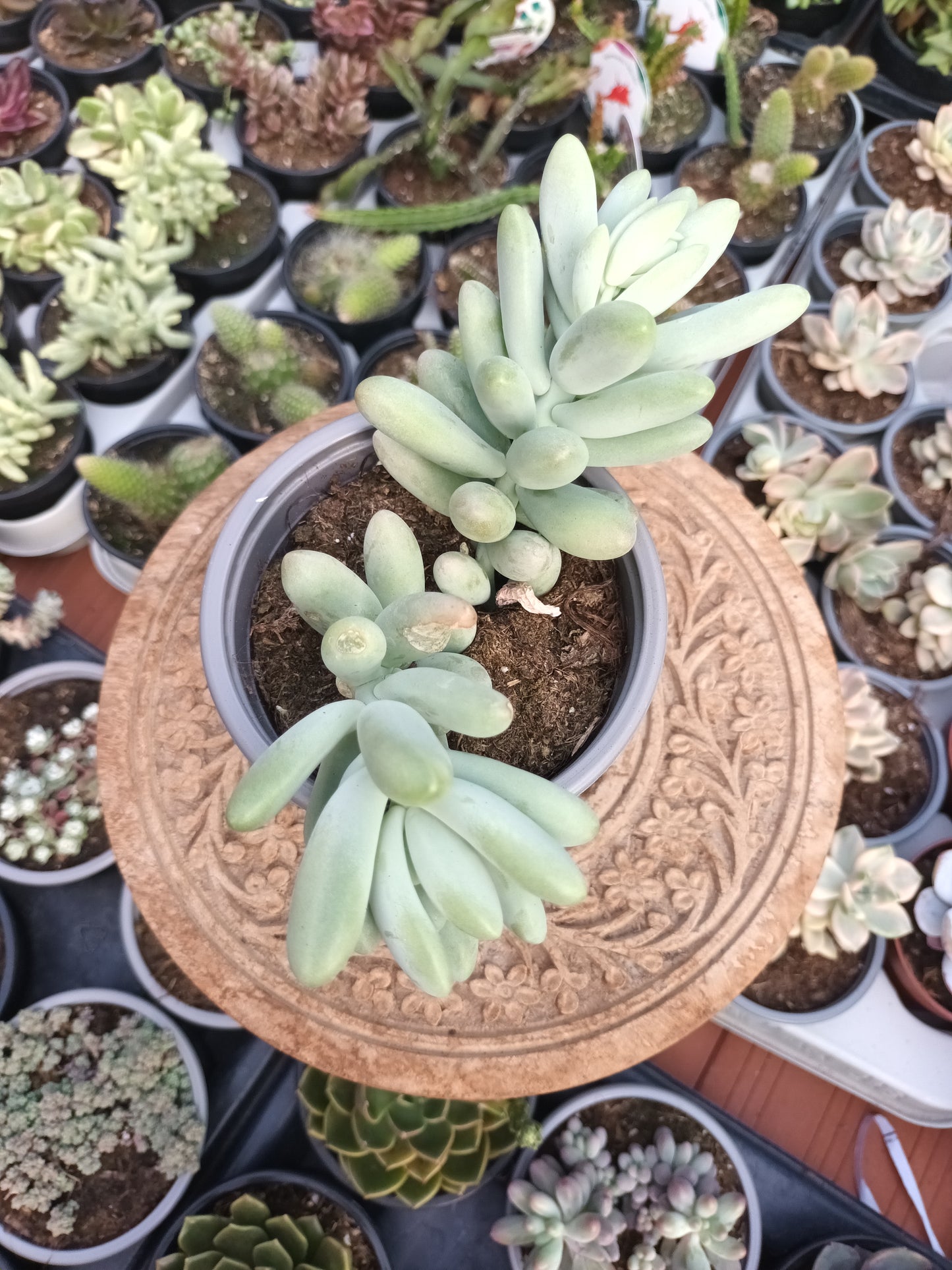xPachevedum ‘Ray's Comfit’