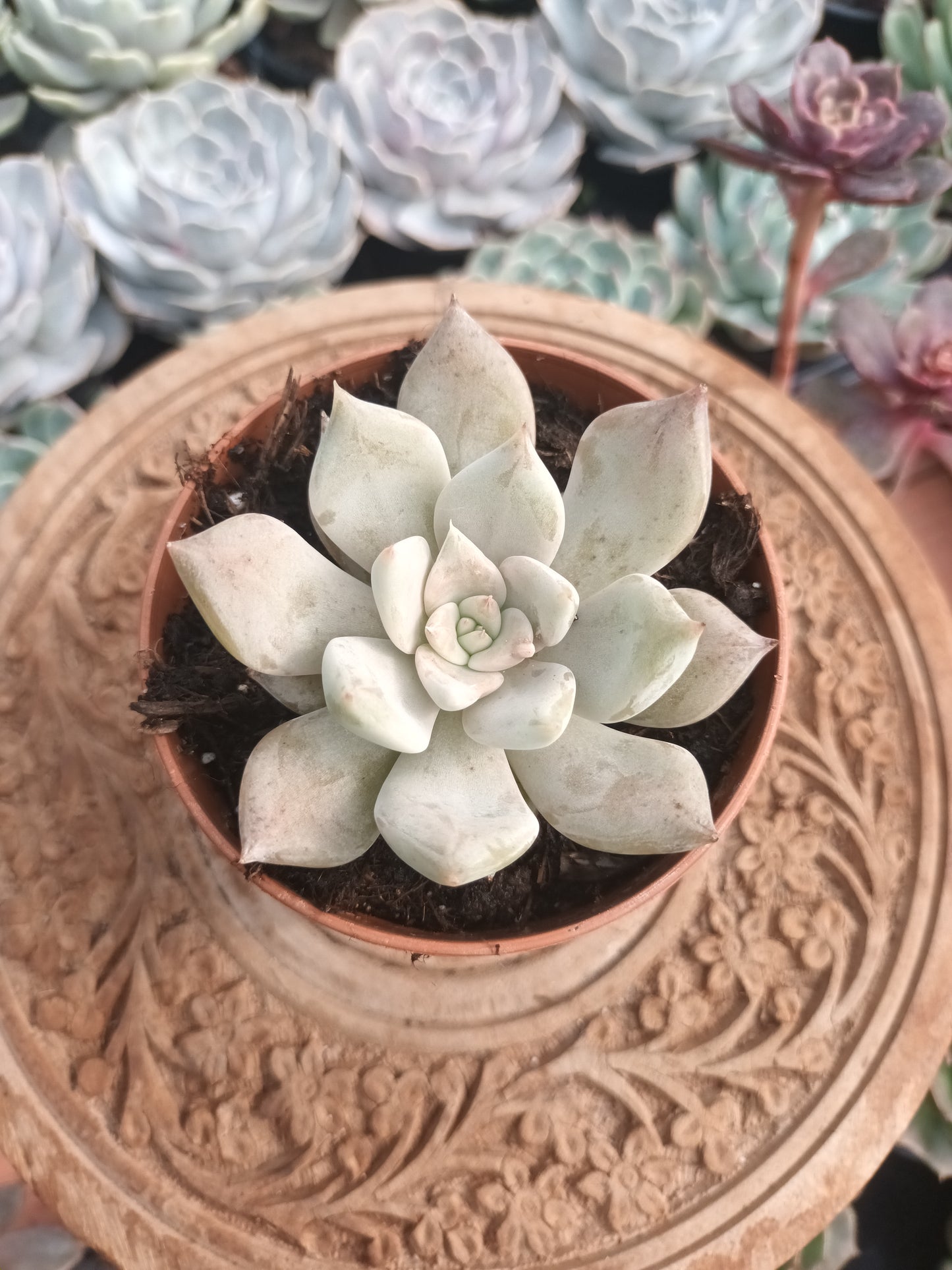 Echeveria Juliana