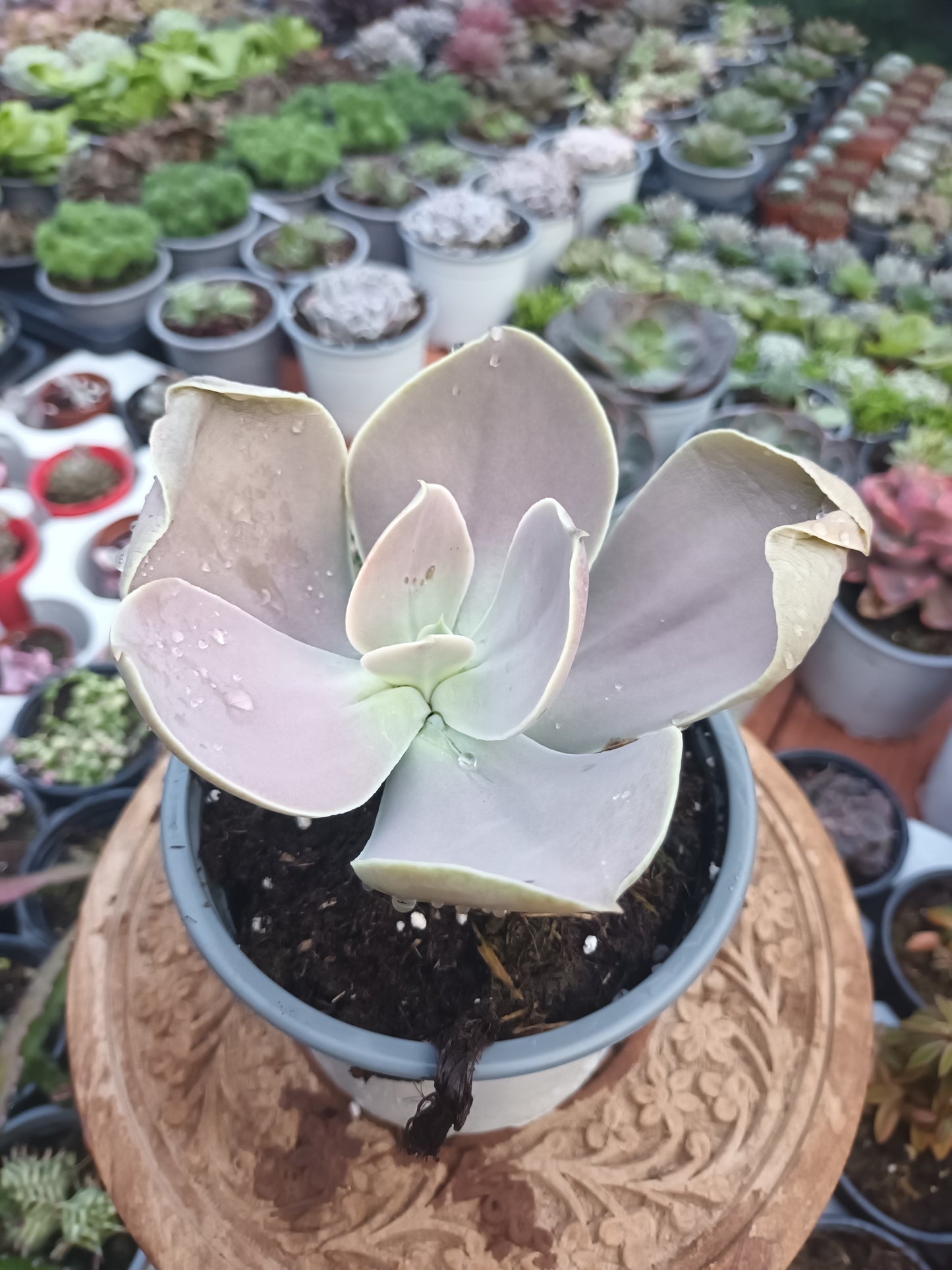 Echeveria gibbiflora 'Cuernavaca'