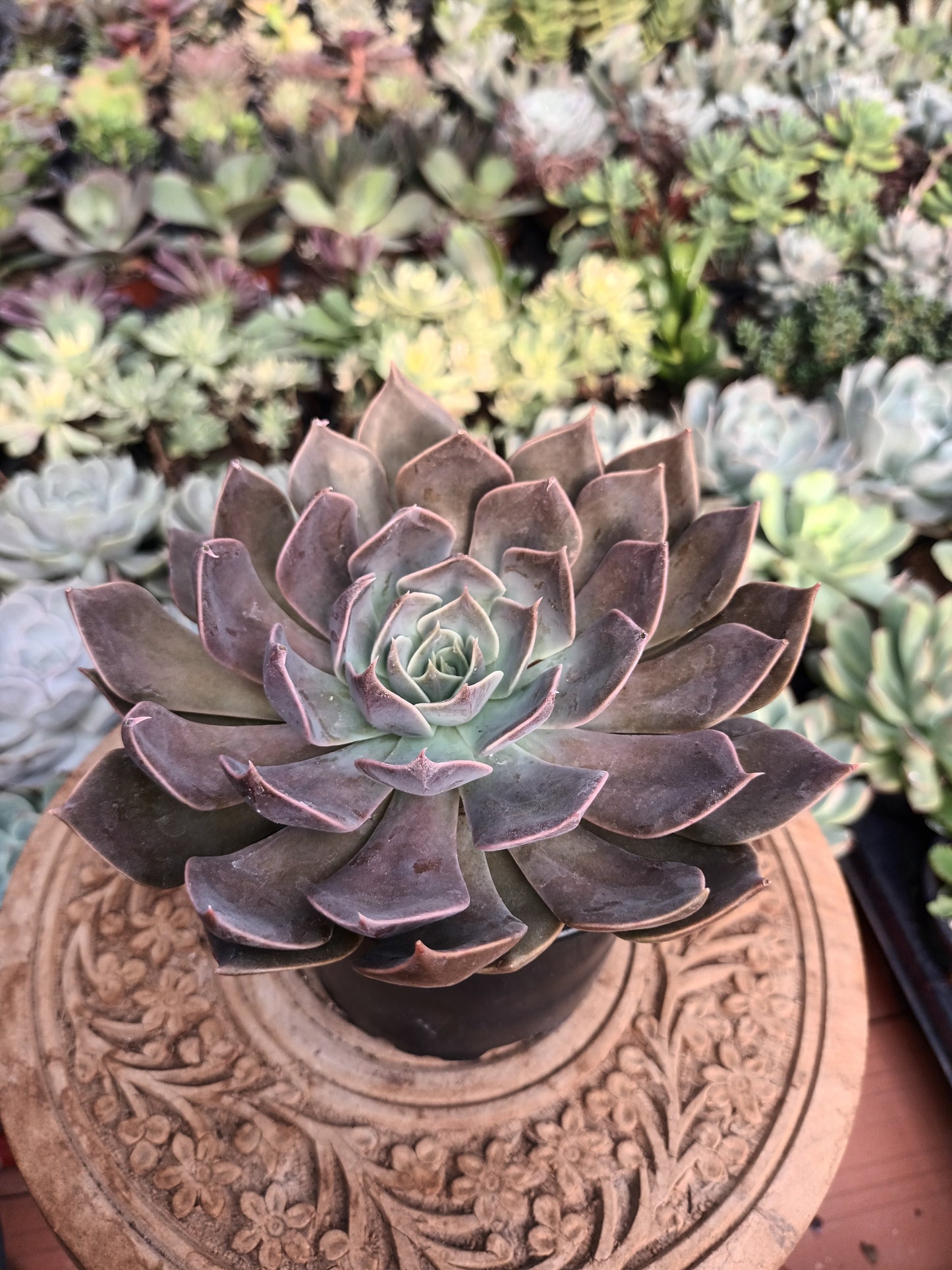 Echeveria rejoice