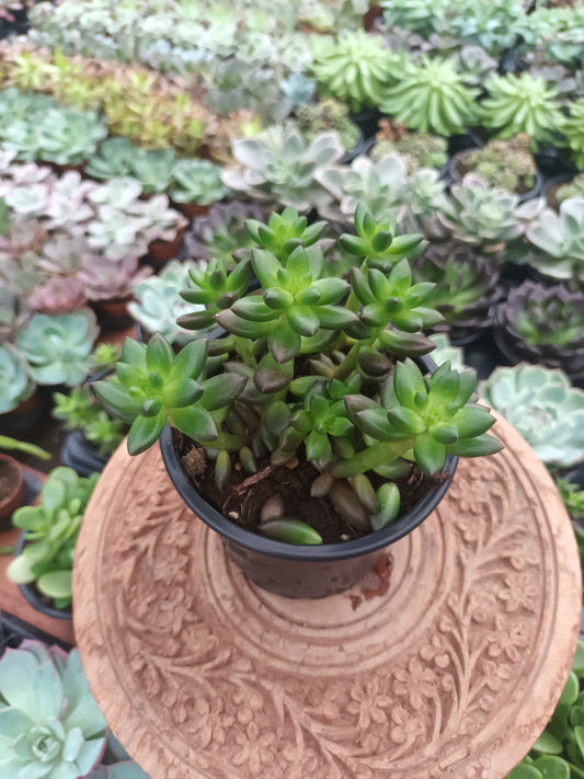 Sedeveria Jet Beads