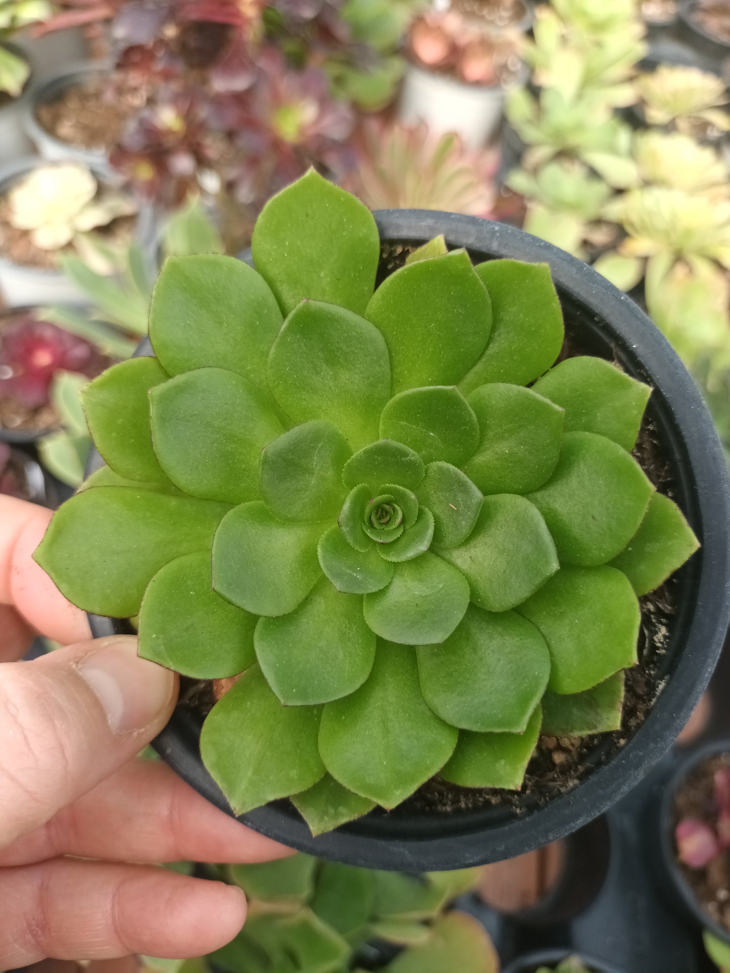 Aeonium fairy tail