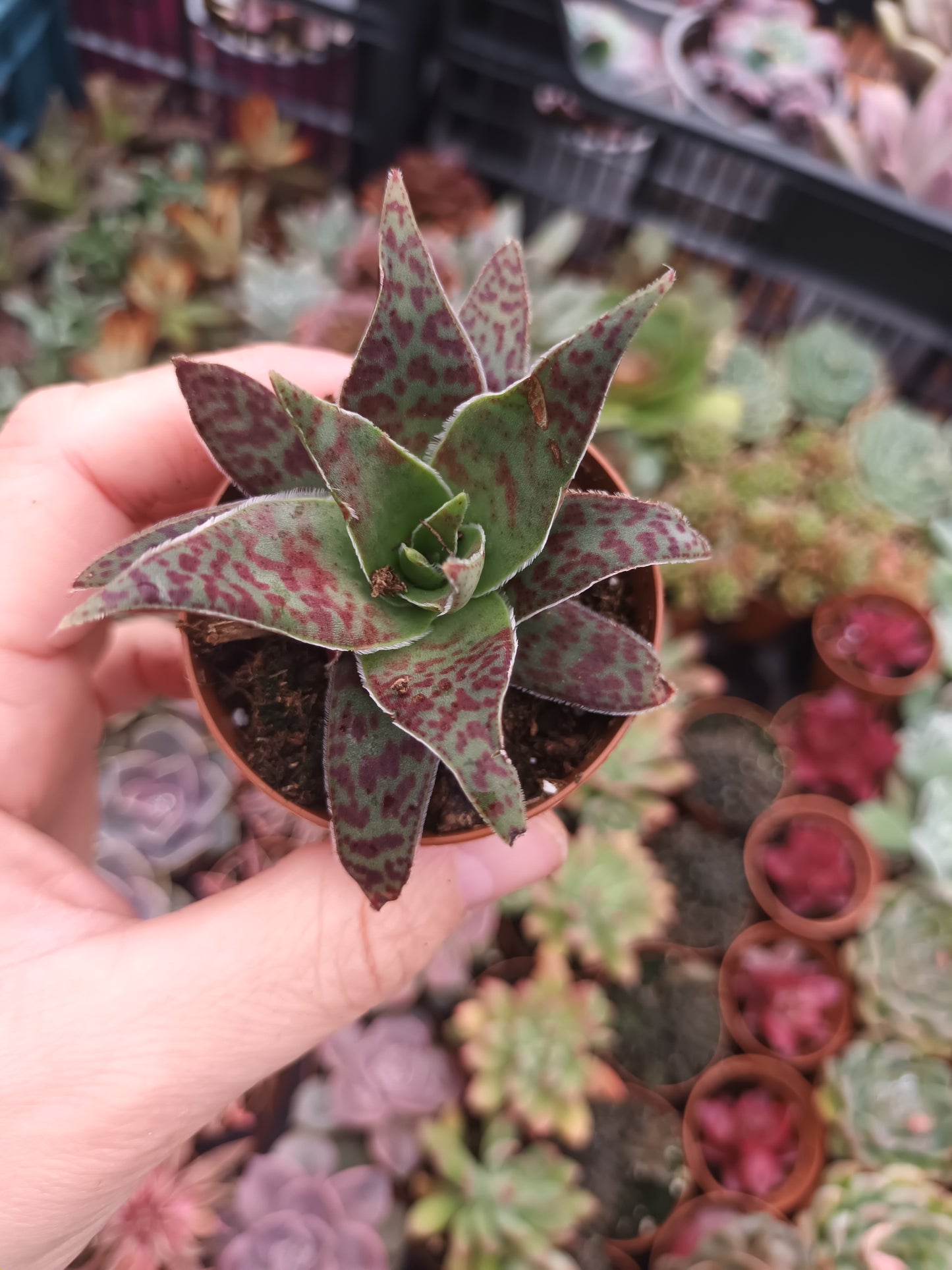 Crassula Alba var. Parvisepala