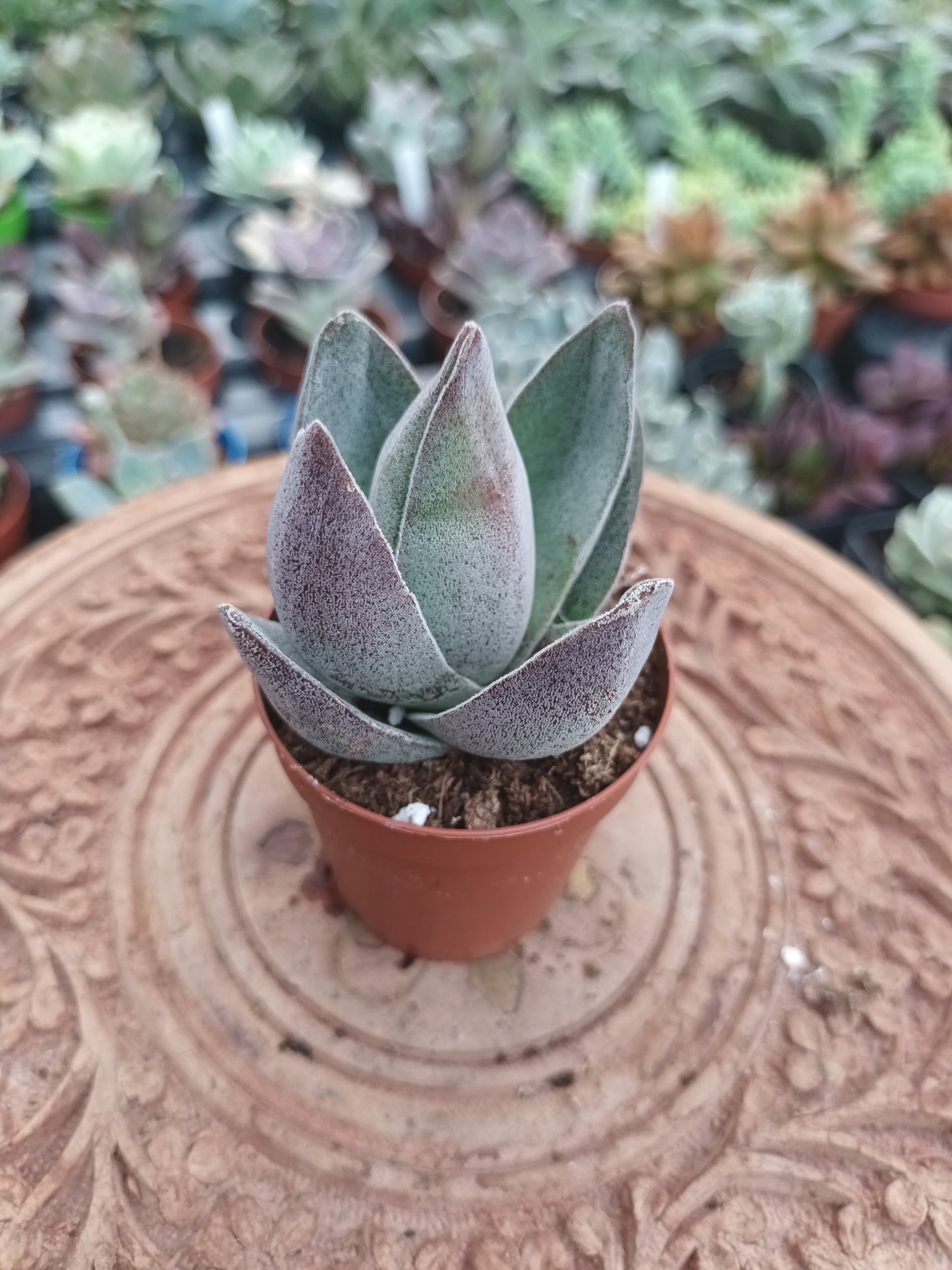 Crassula lotus