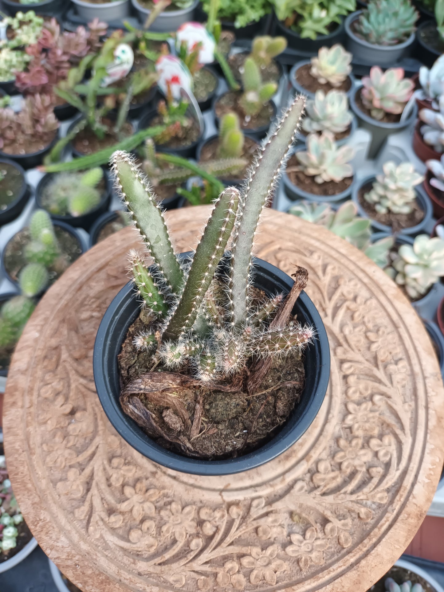 Selenicereus grandiflorus
