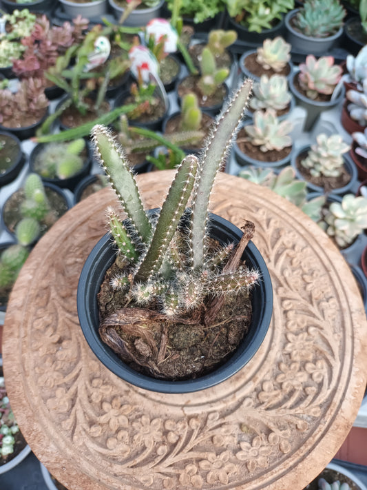 Selenicereus grandiflorus
