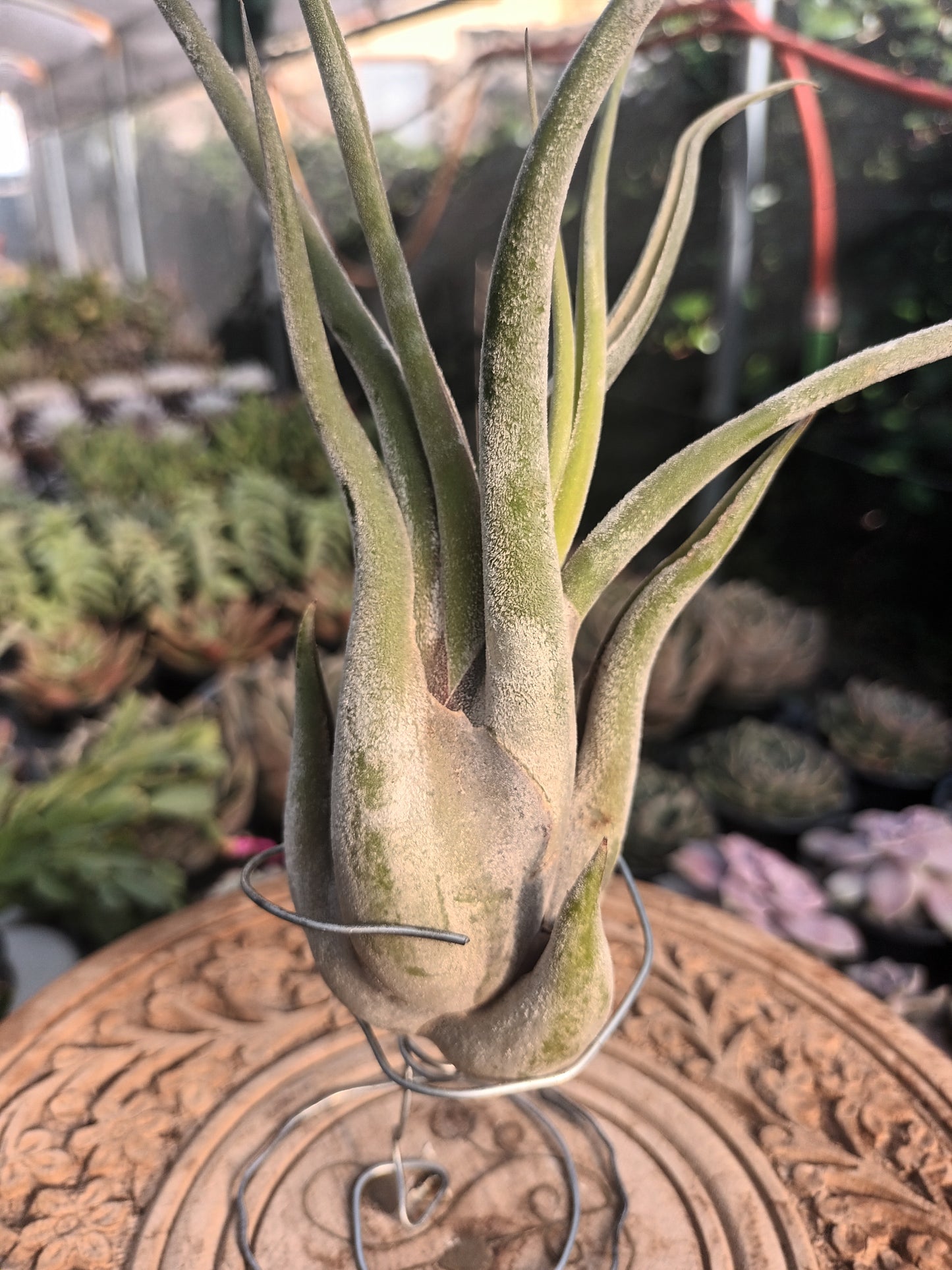 Tillandsia caput medusae - M