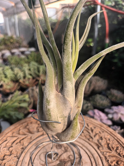 Tillandsia caput medusae - M