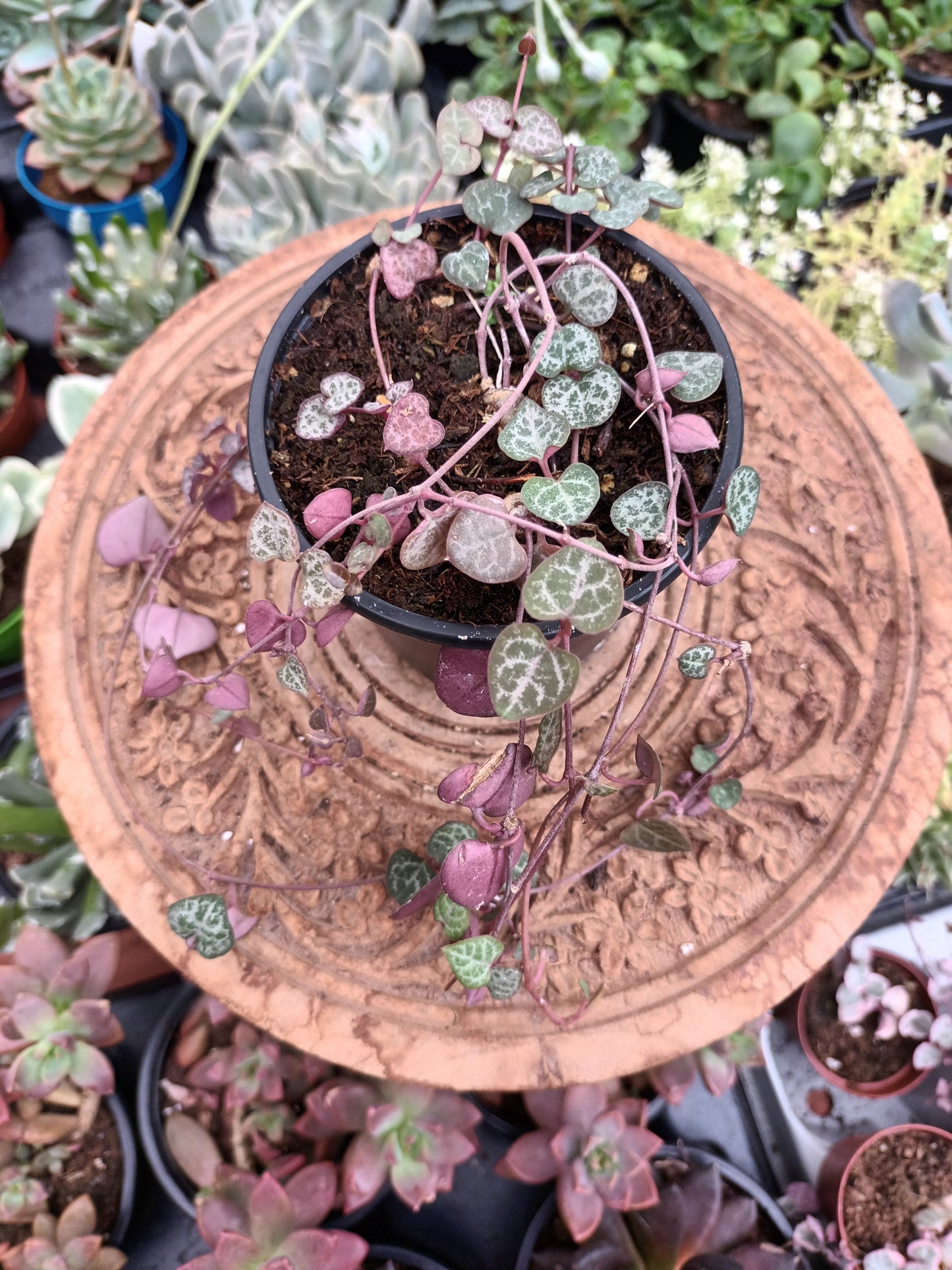 Geropegia woody