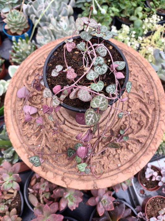 Geropegia woody