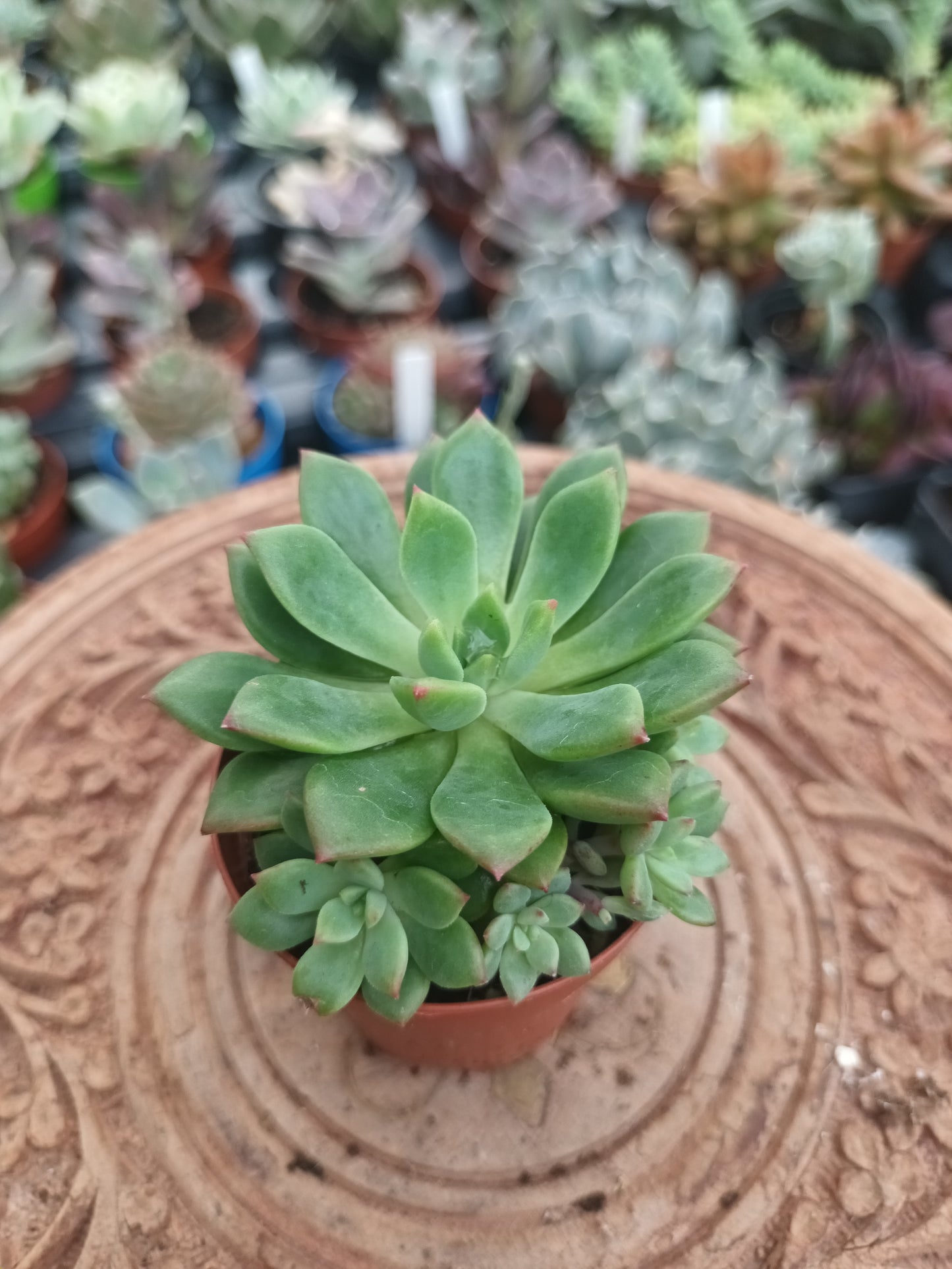 Echeveria Emerald Green