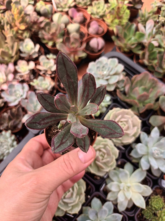 Echeveria nodulosa arrow shaped