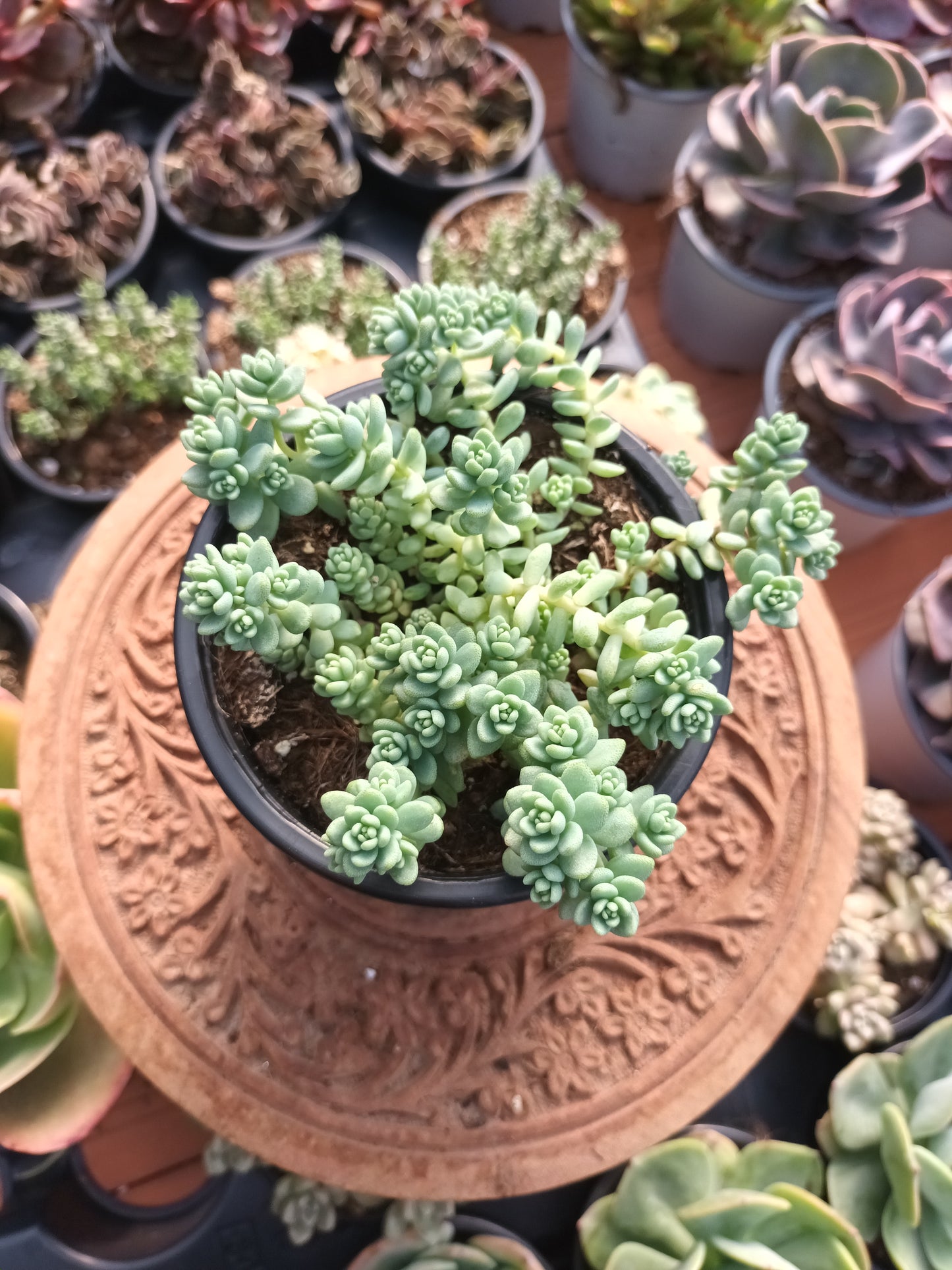 Sedum Dasyphyllum 'mayor'