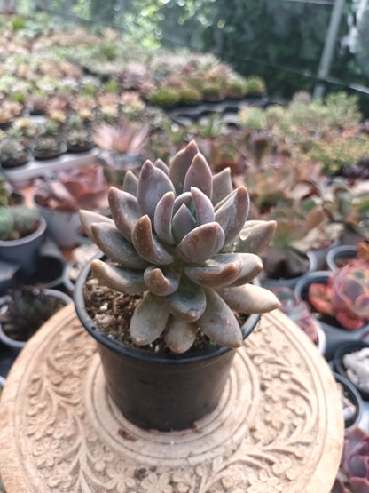 Echeveria chocolate star