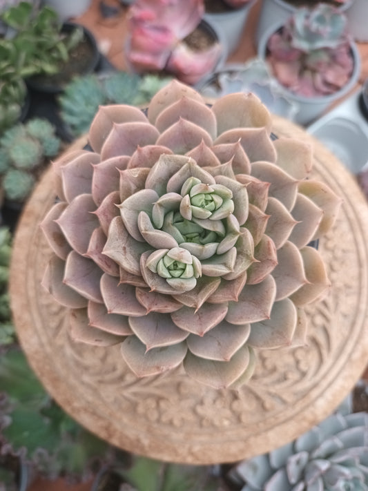 Echeveria Merriman