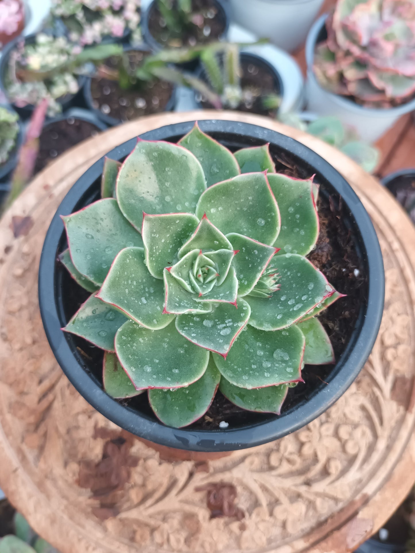 Echeveria longissima var. brachyantha