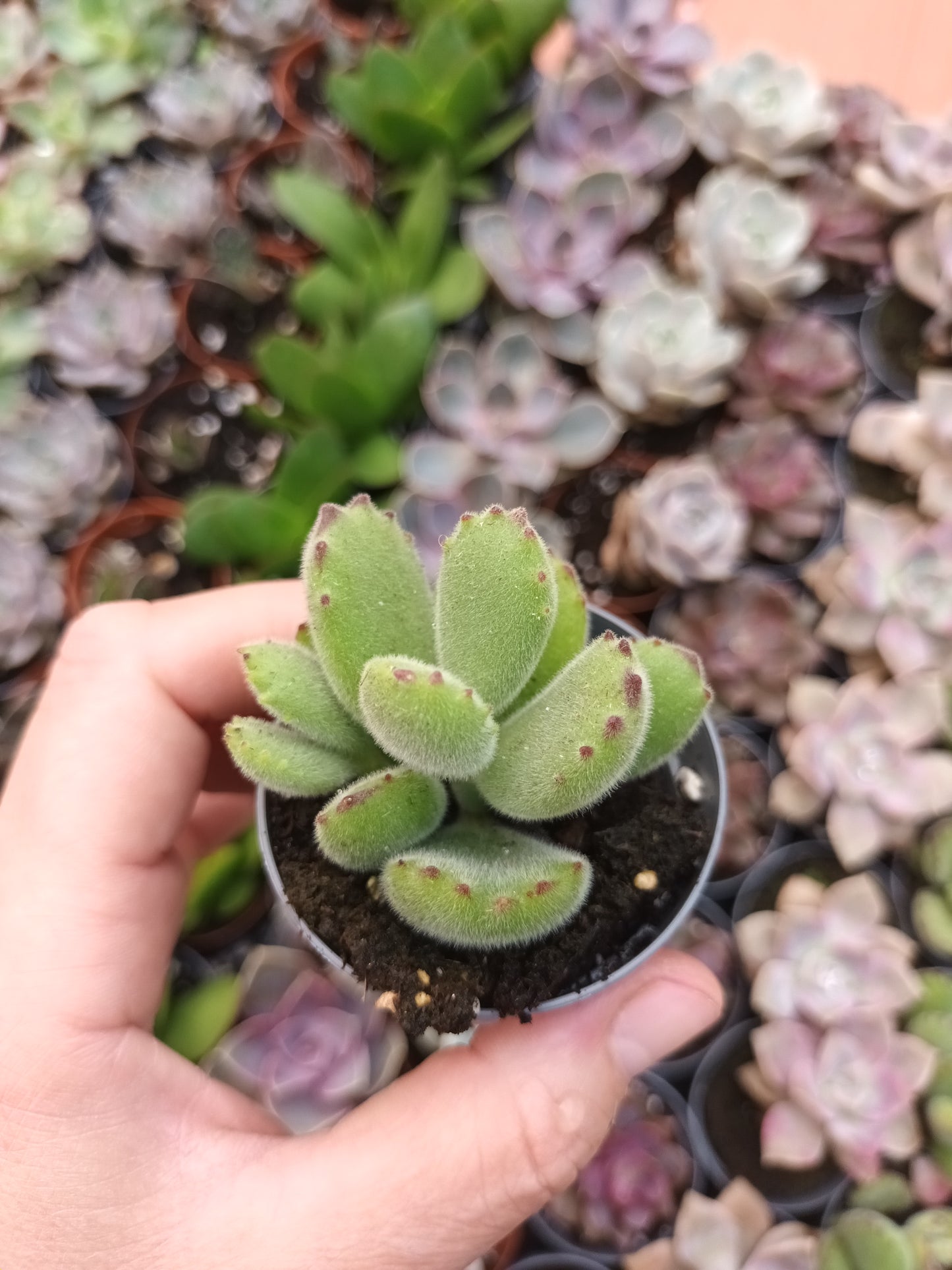 Cotyledon tomentosa