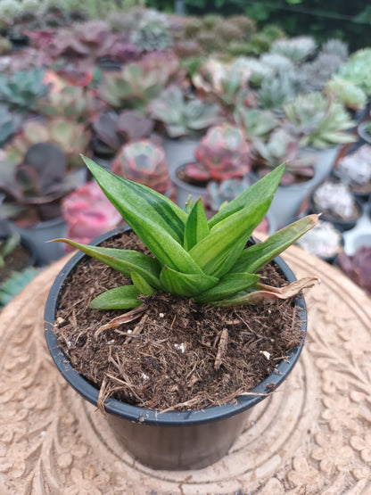 Gasteraloe Black Gemm variegata