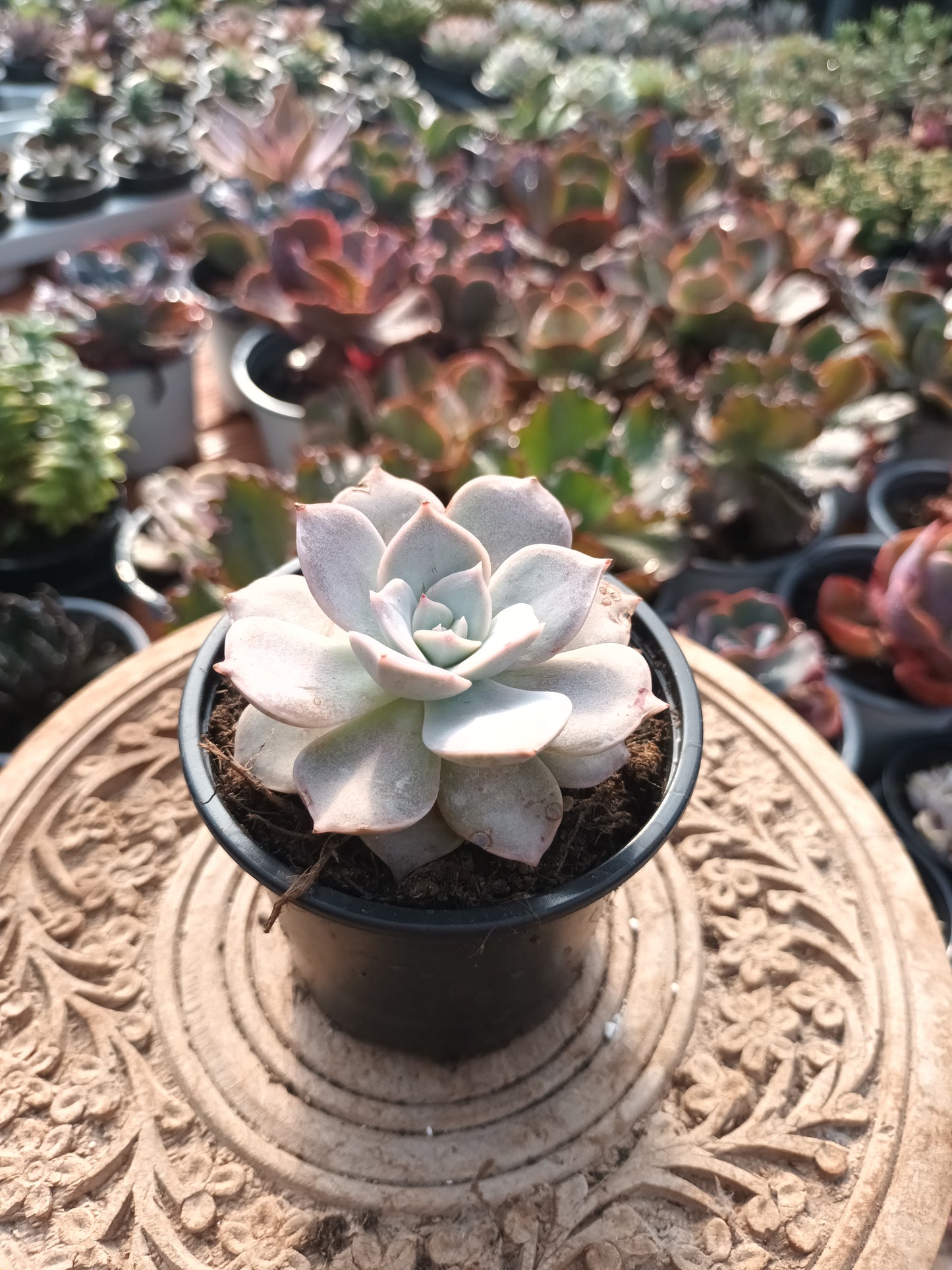 Sedum sinforosanum