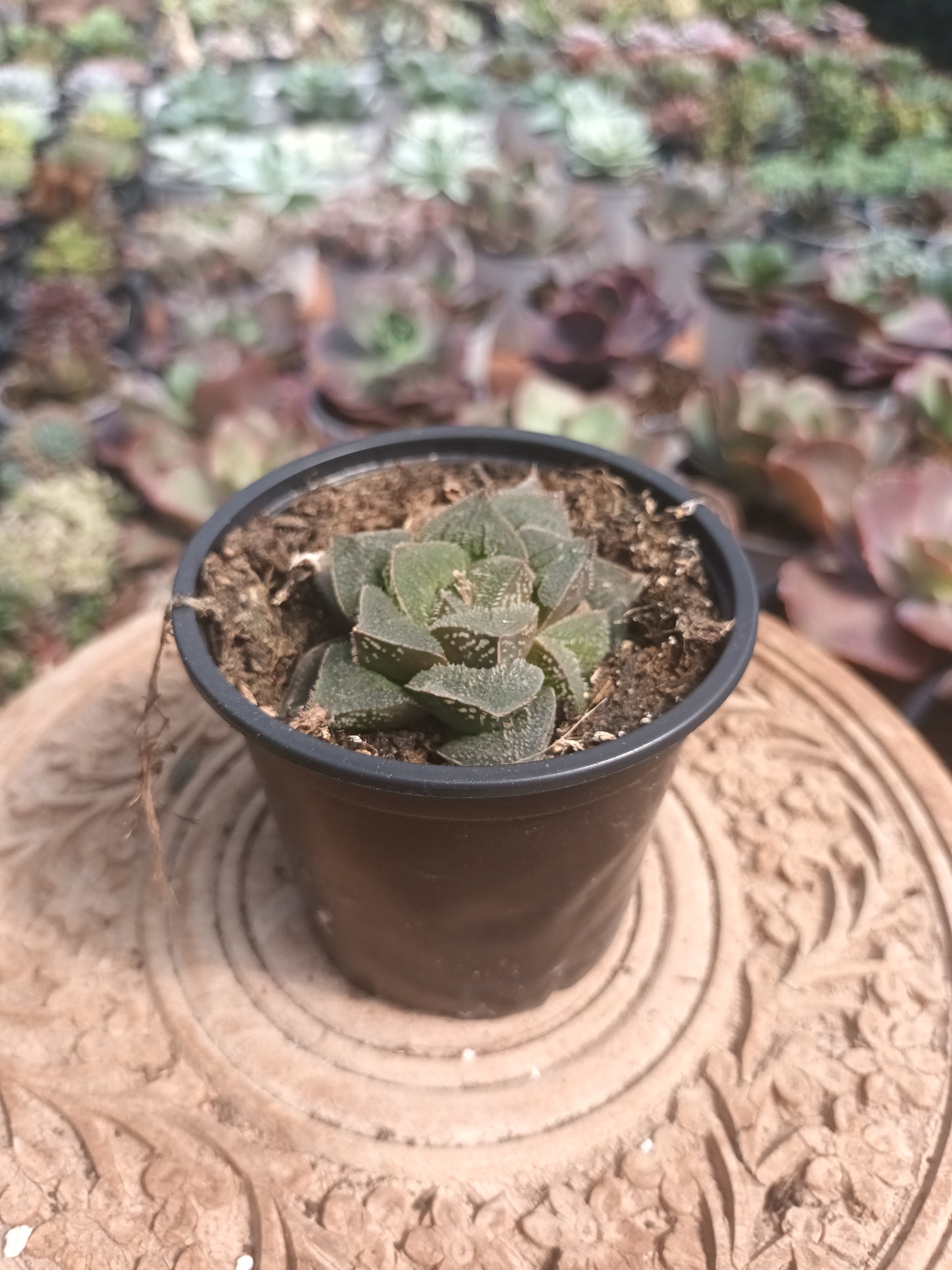 Haworthiopsis hybrid