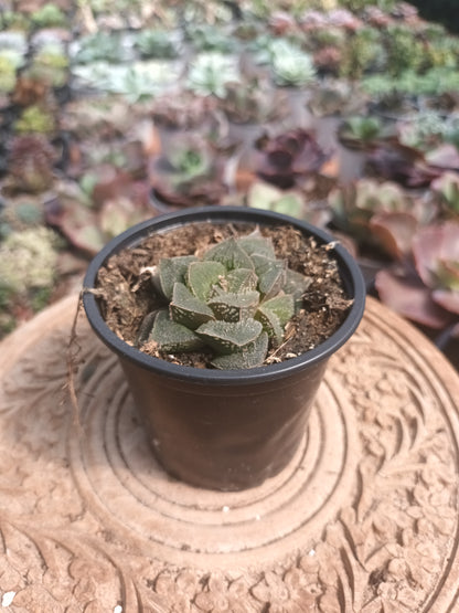 Haworthiopsis hybrid