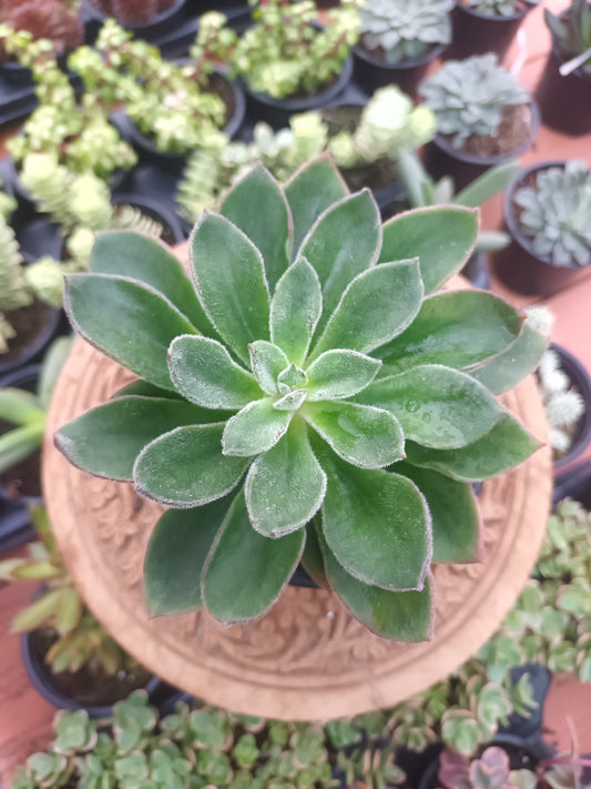 Echeveria giant mexican Firecraker