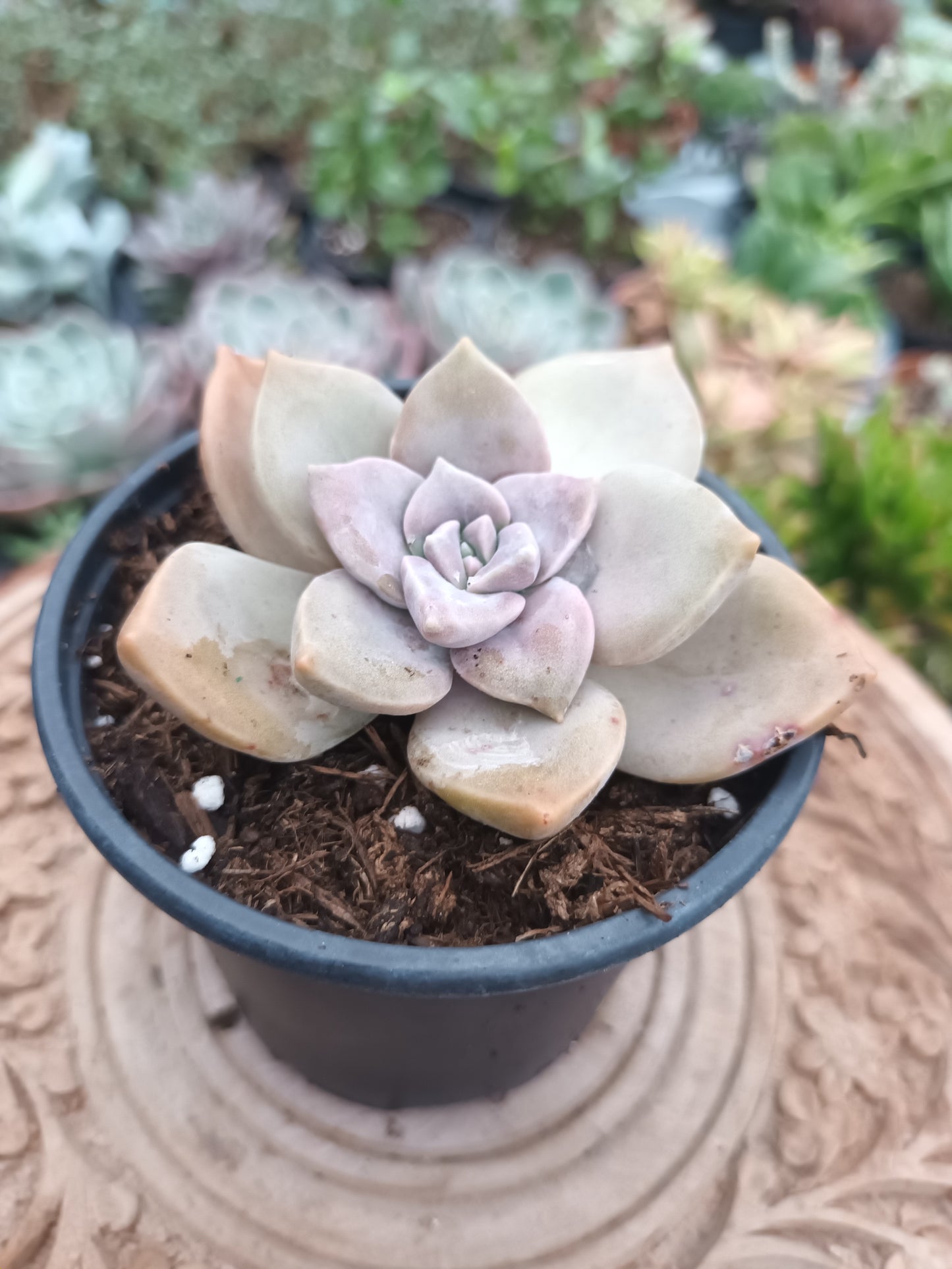 Graptoveria purple delight