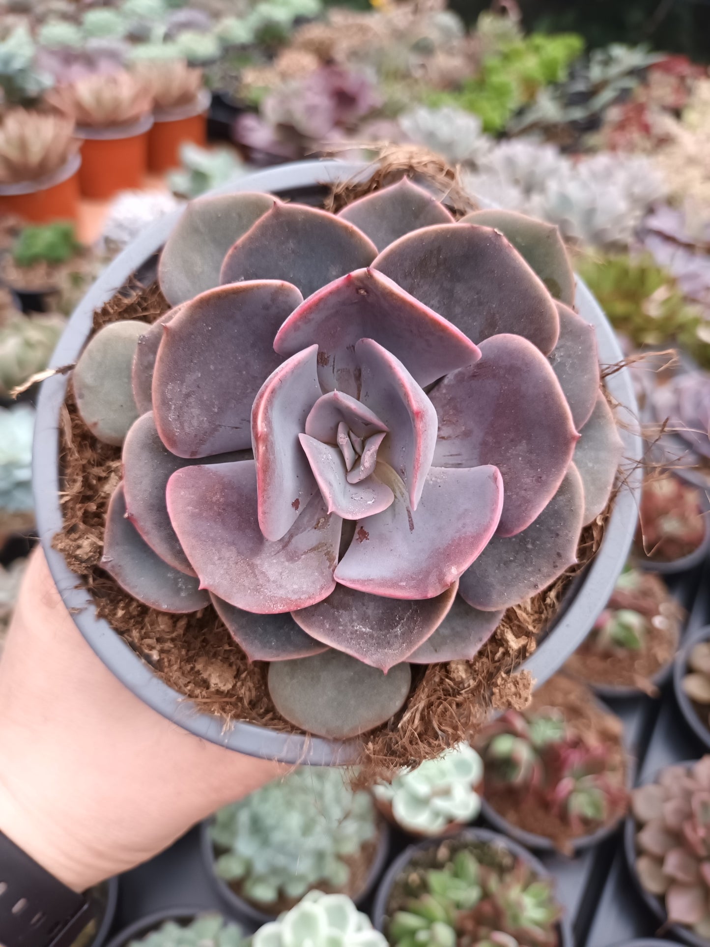 Echeveria Dusty Rose