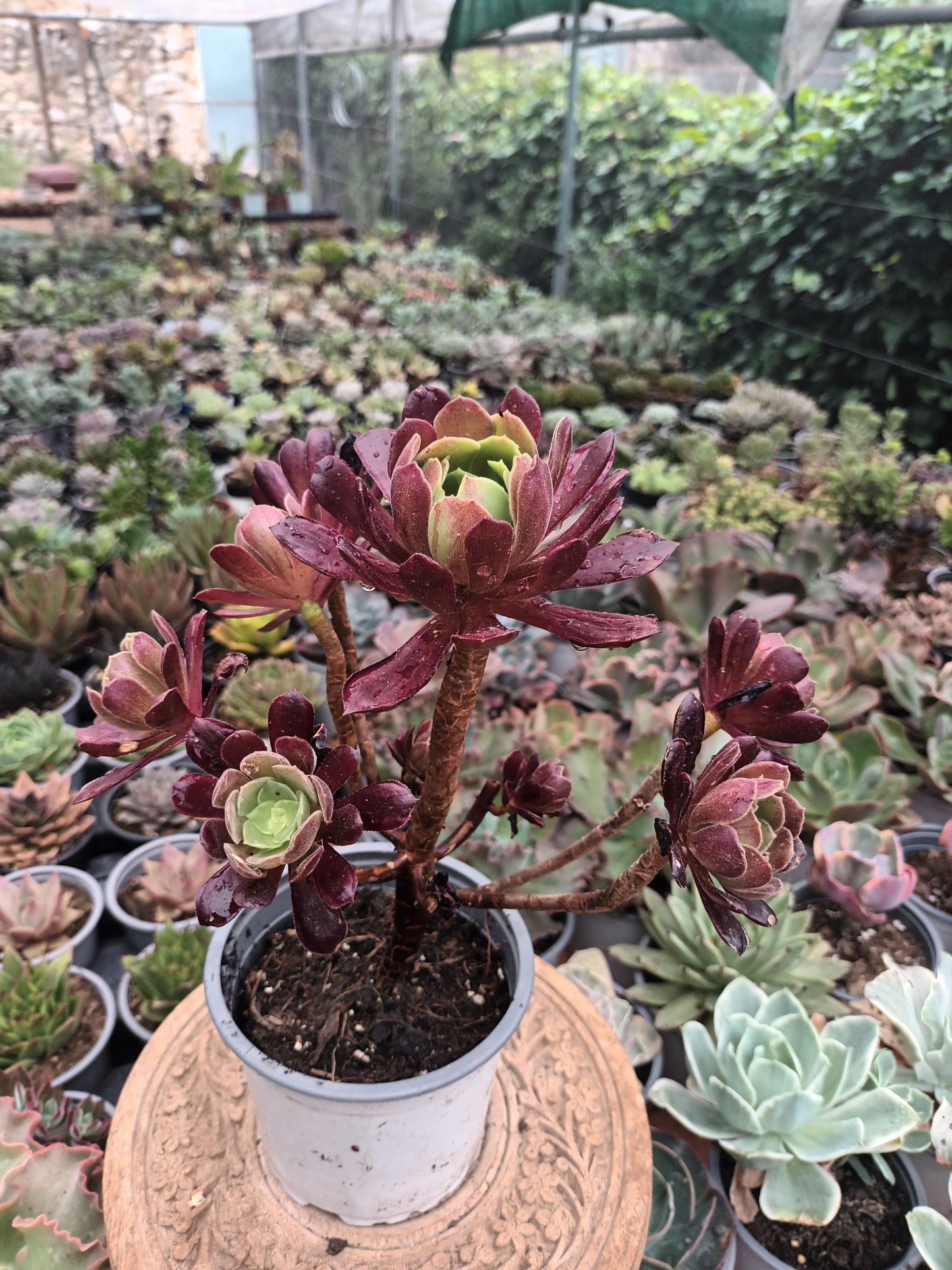 Aeonium Eden