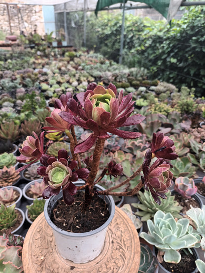 Aeonium Eden