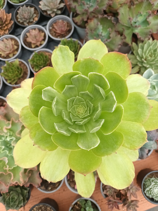 Aeonium Taeyang Variegata